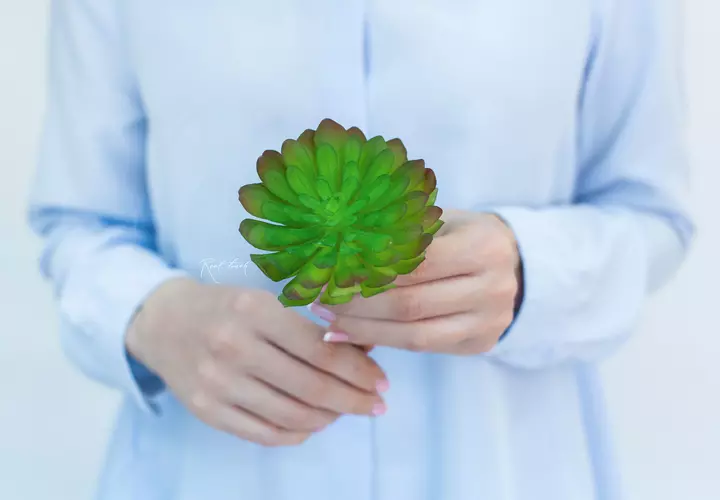 Succulent 416 (Aeonium Castello-Paivae) - green