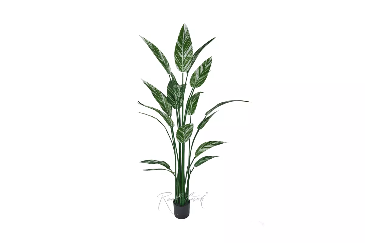 Strelitzia variegated 160cm - white green