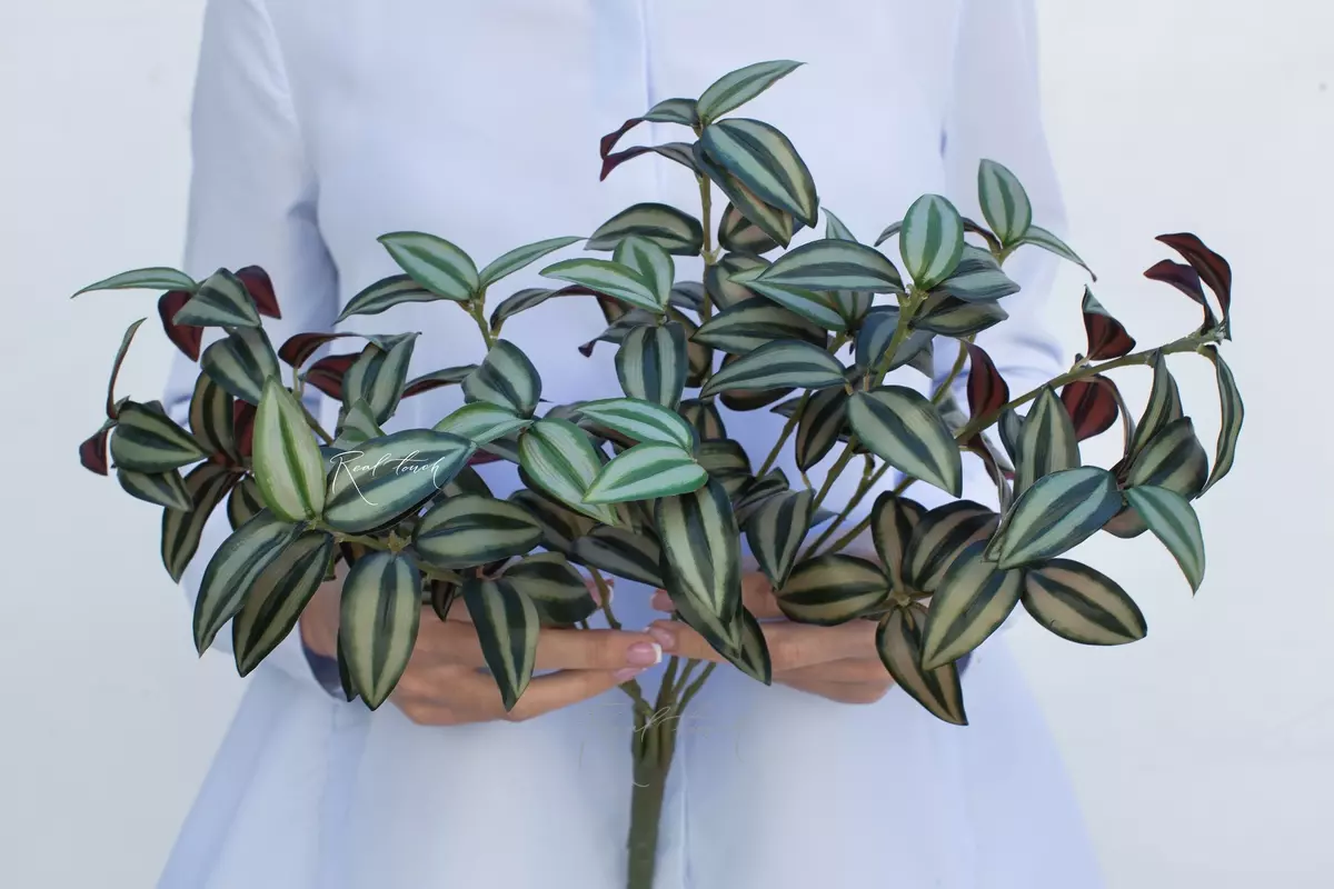 Tradescantia zebrina - green