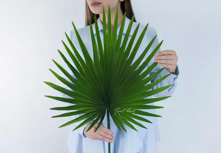 Chamaerops leaf (fan palm) medium - green