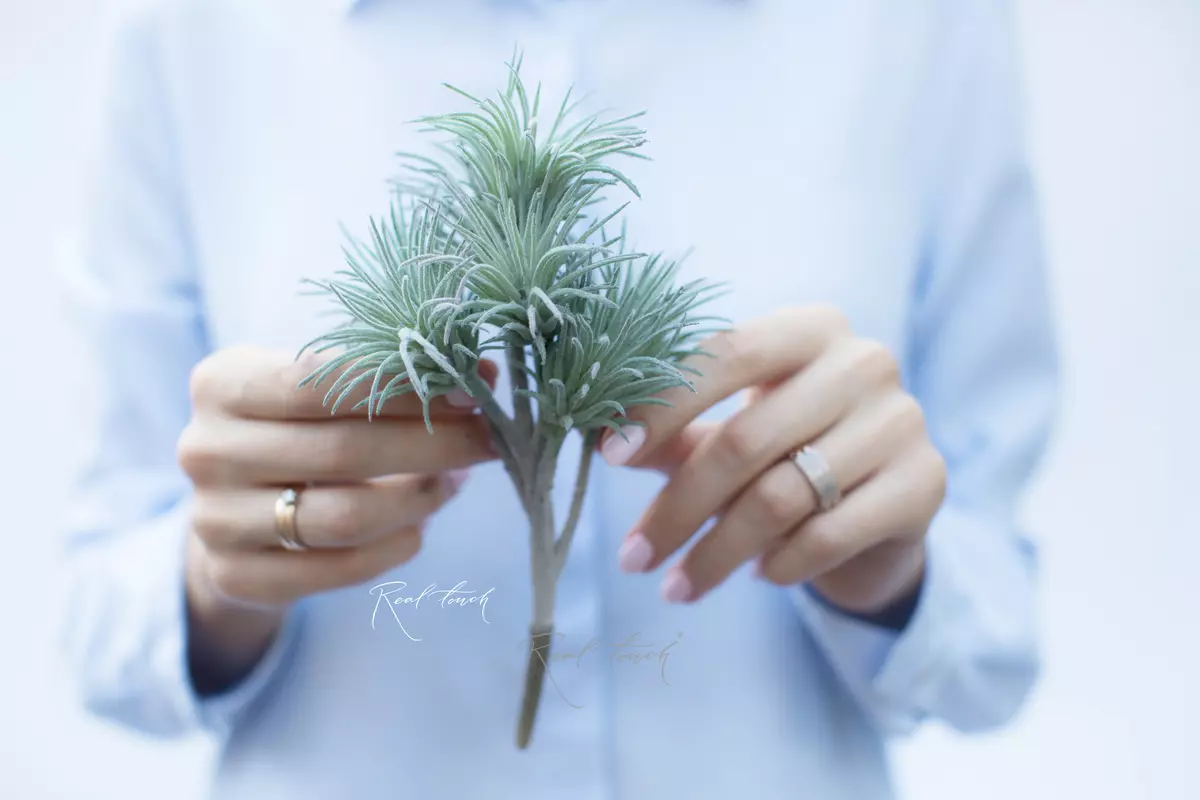 Tillandsia ionanta (spiny succulent) - Turquoise green