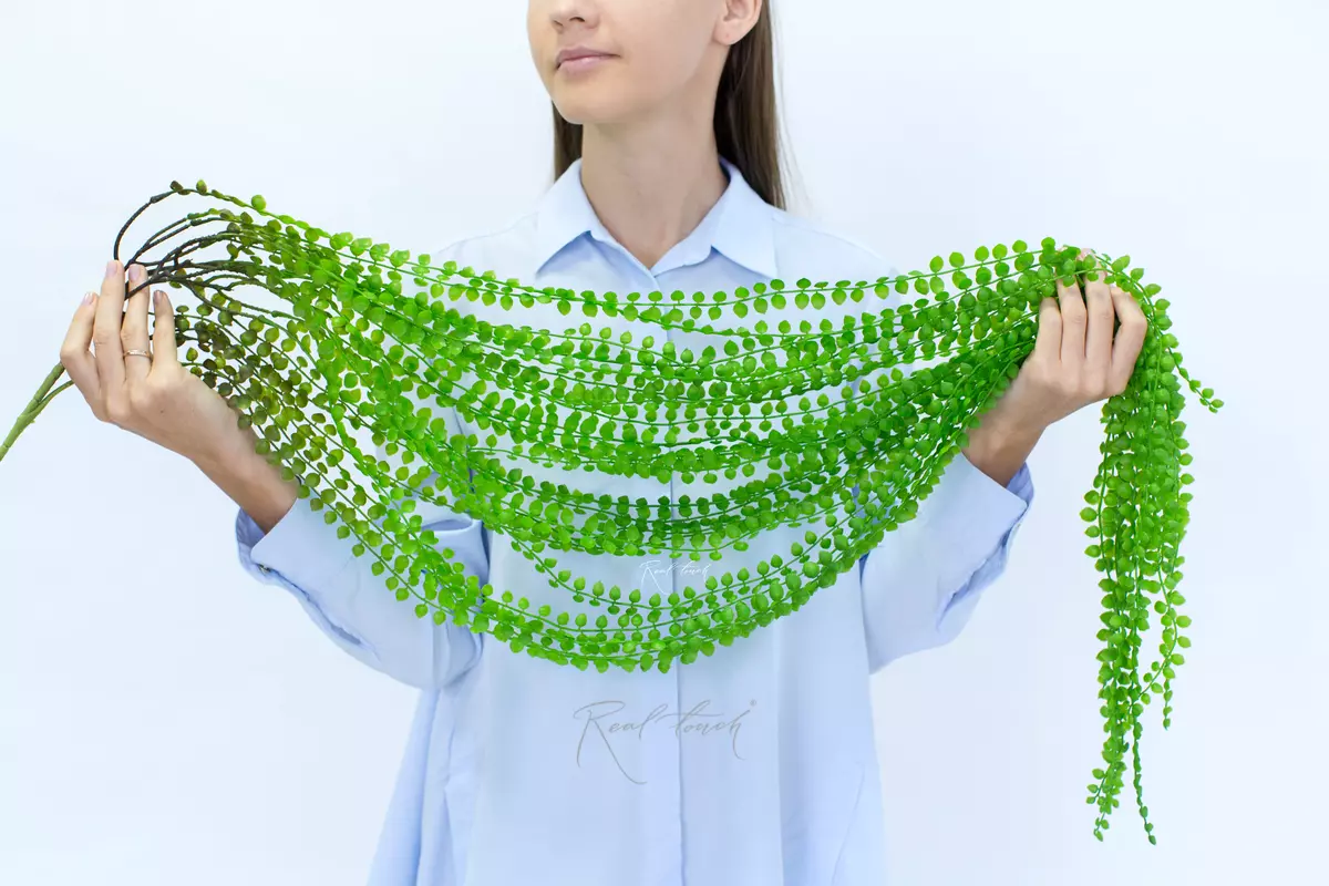 Dischidia ruscifolia - green