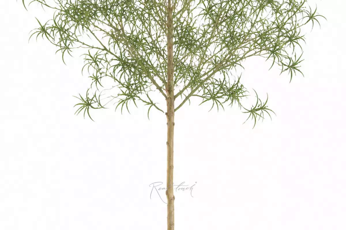 Bottle tree 240 cm in a pot - green Bottle tree 240 cm in a pot - green