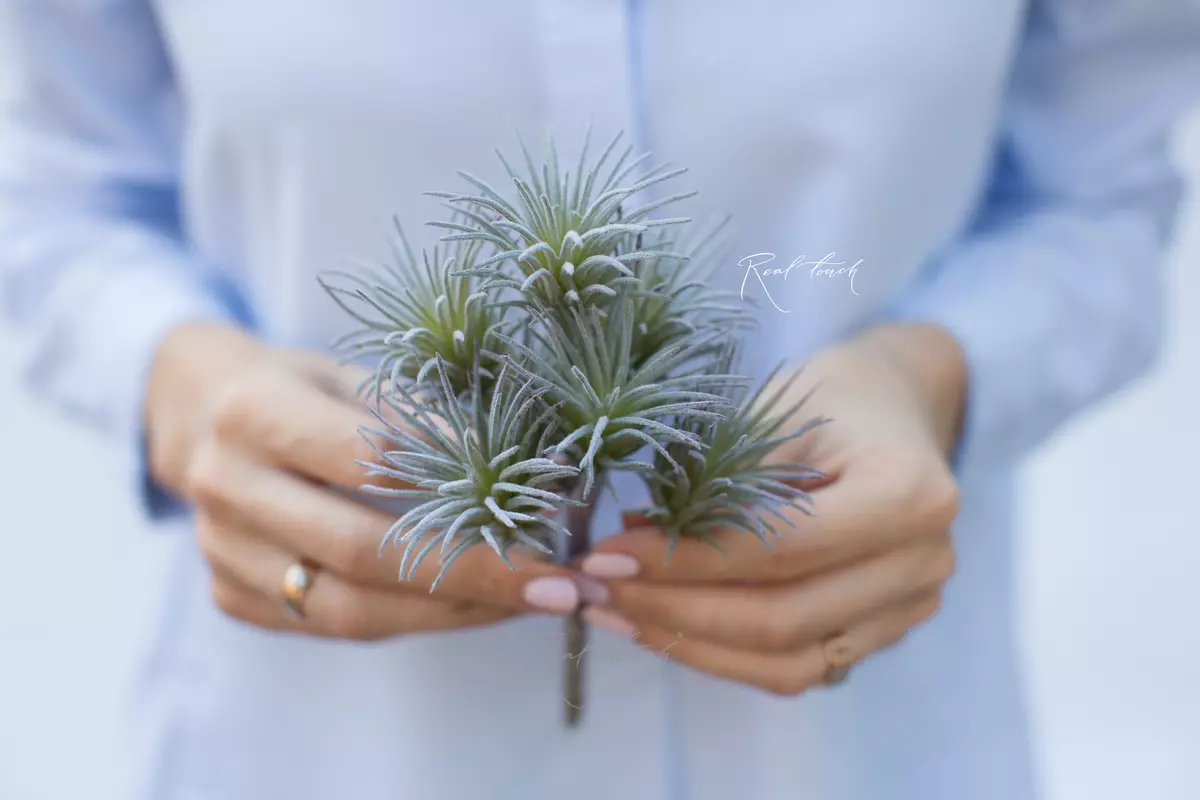 Tillandsia ionanta (spiny succulent) - dusty green