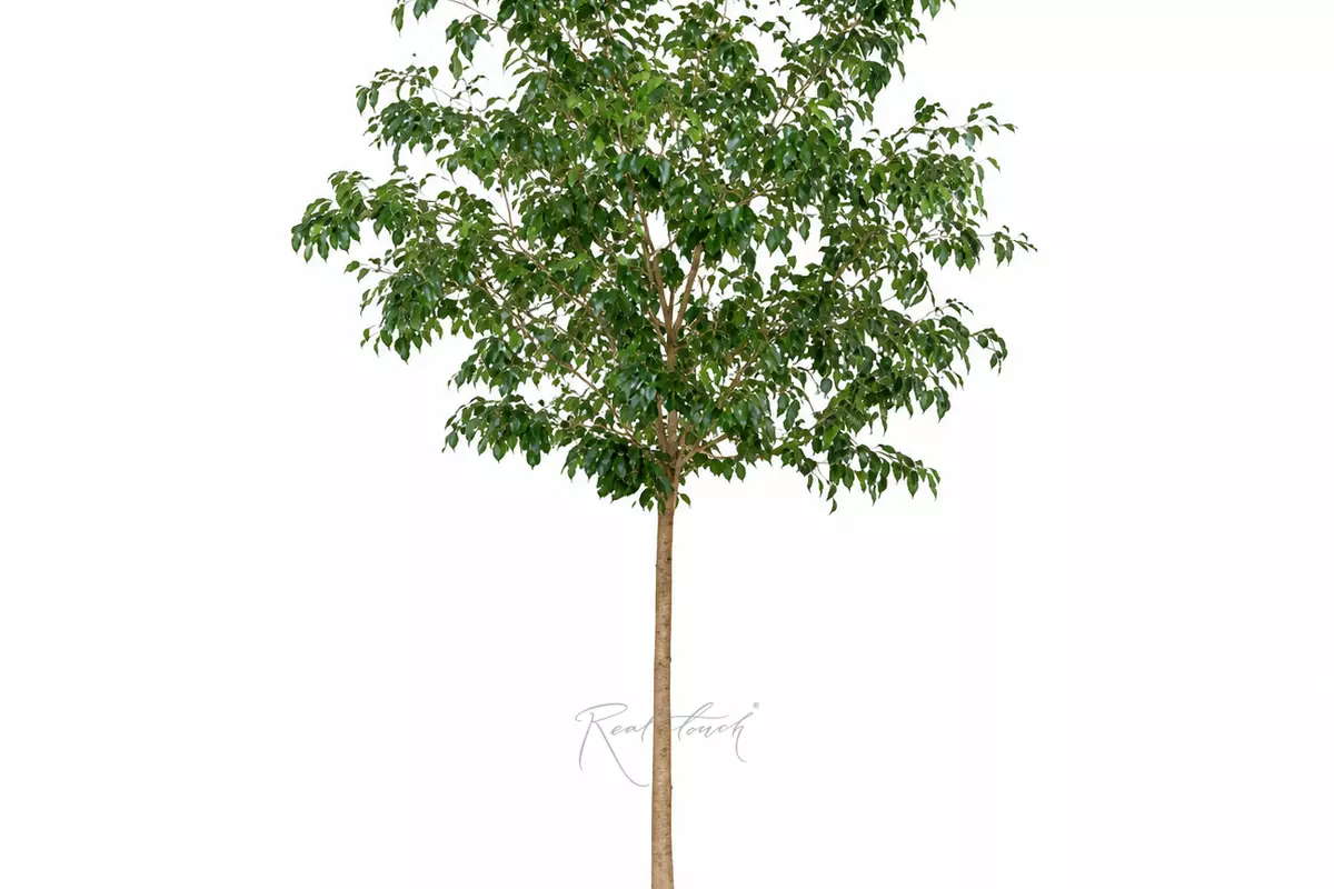 Gardenia Tree 3.6m in a pot - green Gardenia Tree 3.6m in a pot - green