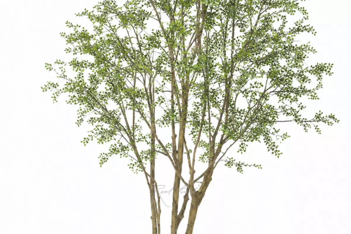 Tree 6m - green Tree 6m - green