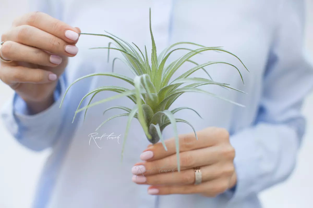 Tillandsia cap peach - dusty green