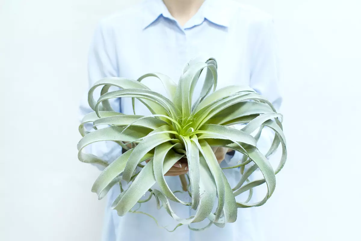 Tillandsia xerographica air plant - dusty green Tillandsia xerographica air plant - dusty green