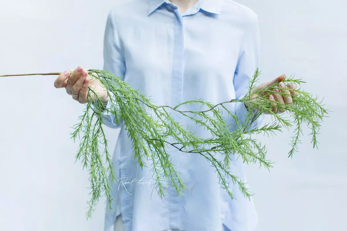 Asparagus Sprenger species 2 - Green blue