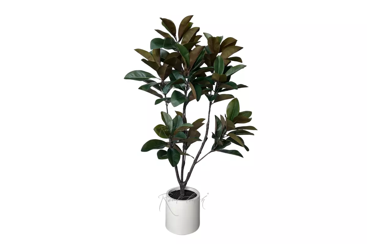 Magnolia in pot 160cm - green