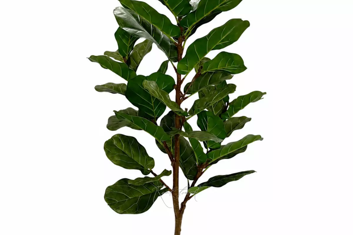 Artificial Ficus Lyrata 175cm - green