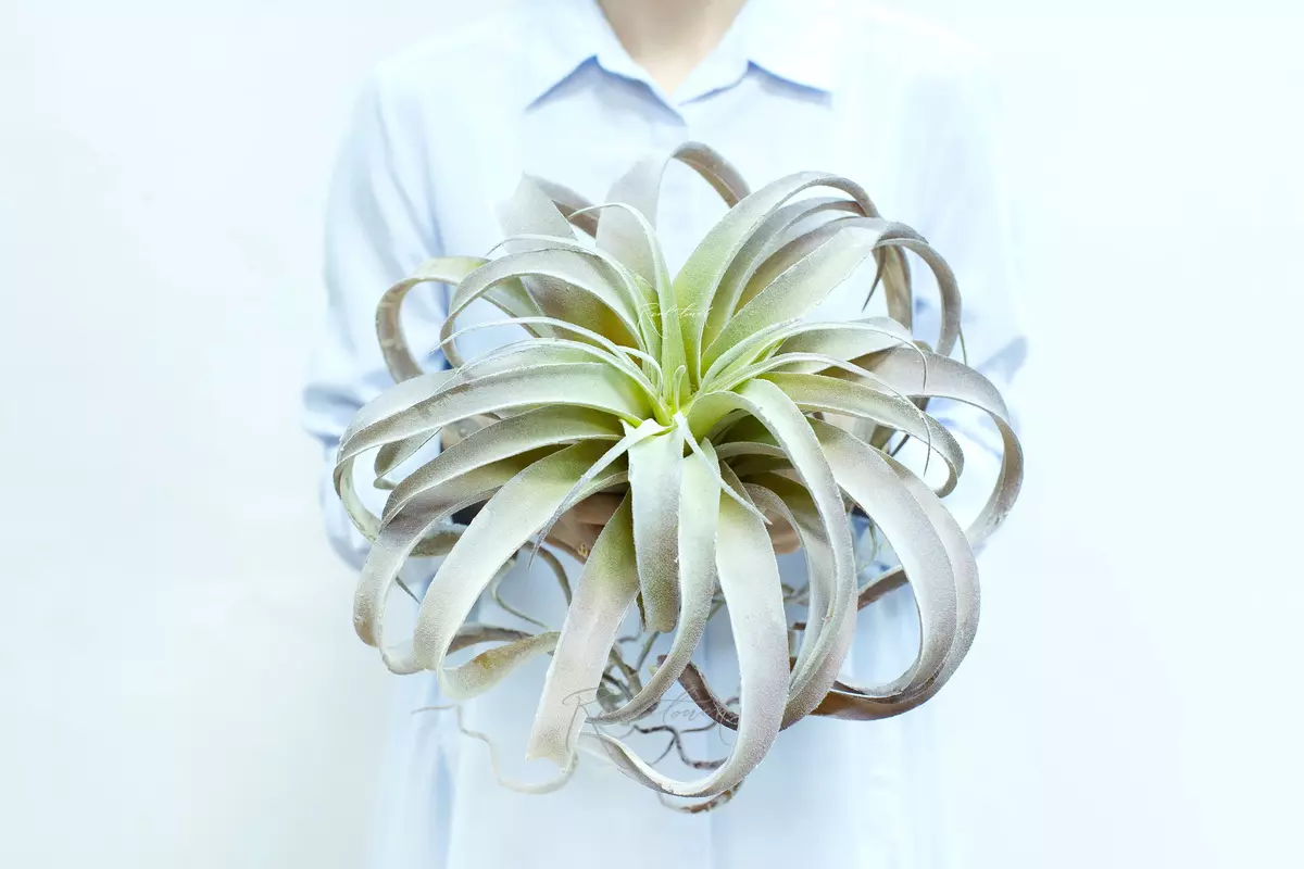 Tillandsia xerographica air plant - Dusty pink Tillandsia xerographica air plant - Dusty pink