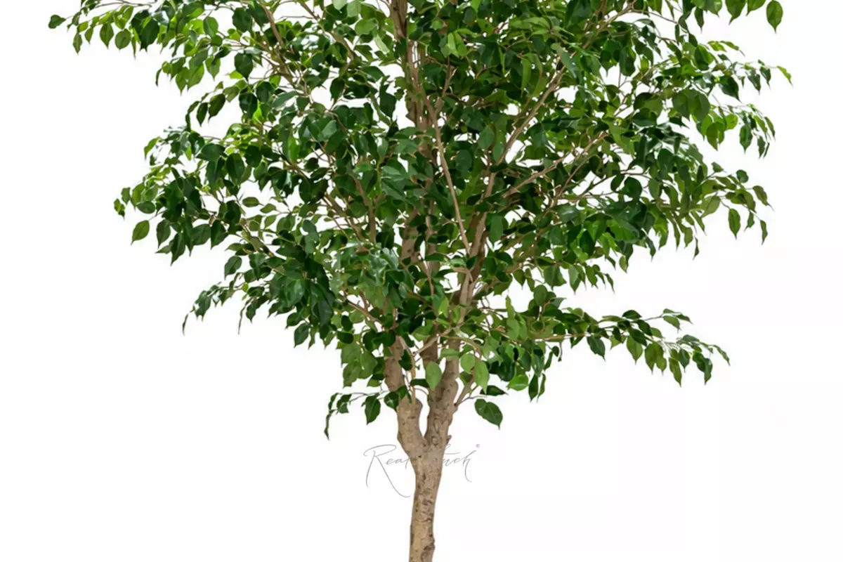 Gardenia Tree 2.28m in a pot - green Gardenia Tree 2.28m in a pot - green