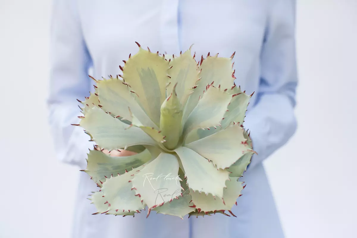 Agave Potatorum - Light green