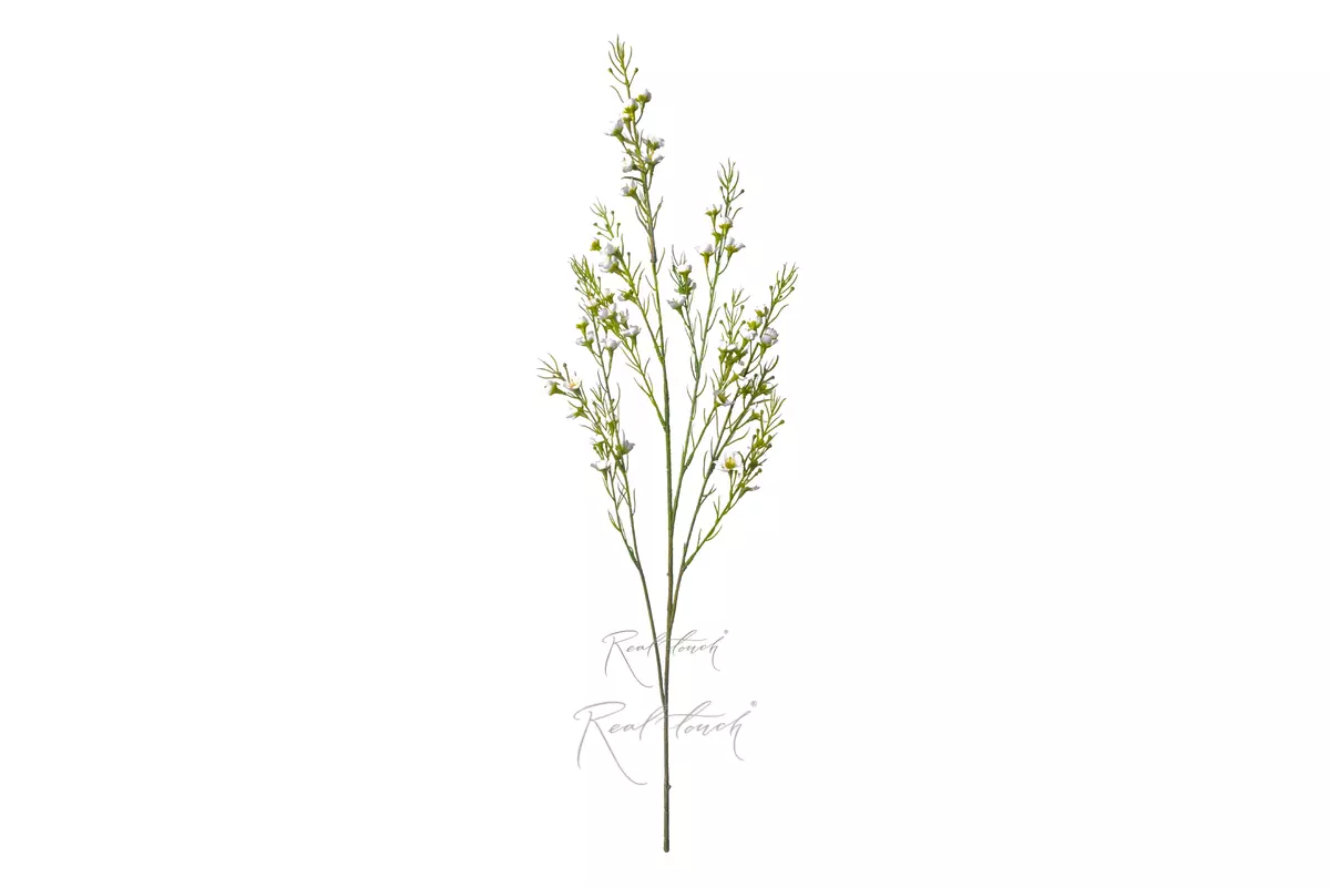 Chamelacium thin - white