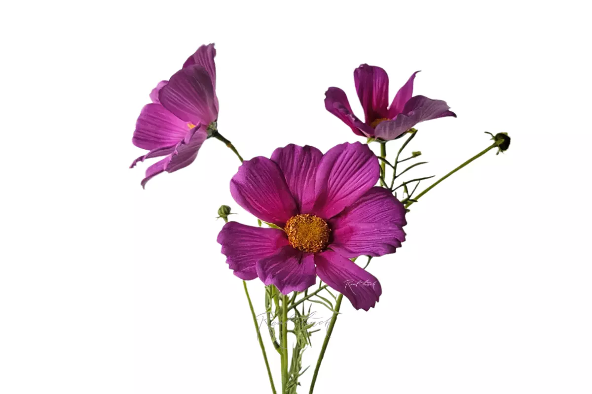 Cosmos flower 50 cm - Crimson