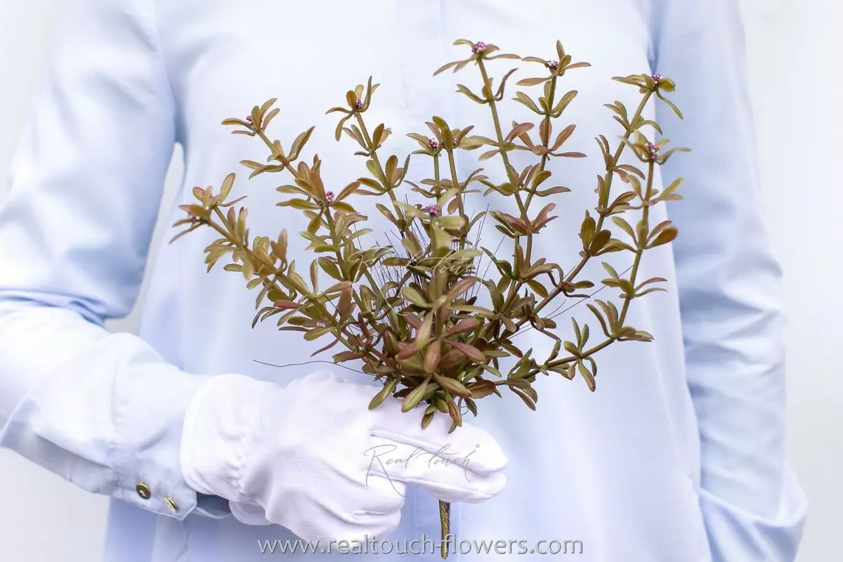 Portulaca oleracea type 1 - purple