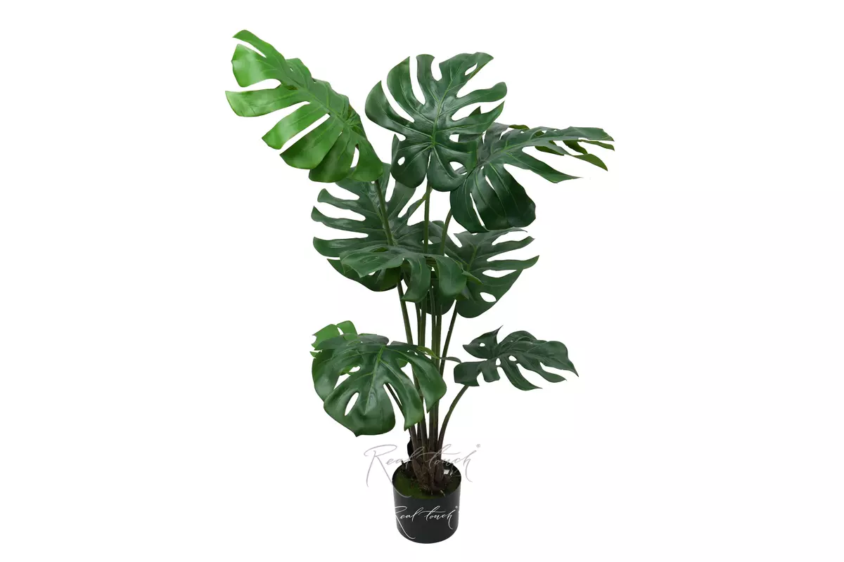 Monstera bush 100 cm in the planters - green