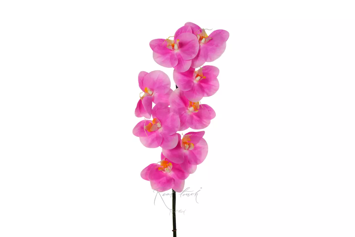 Orchid Premium 8 blooms - Bright pink