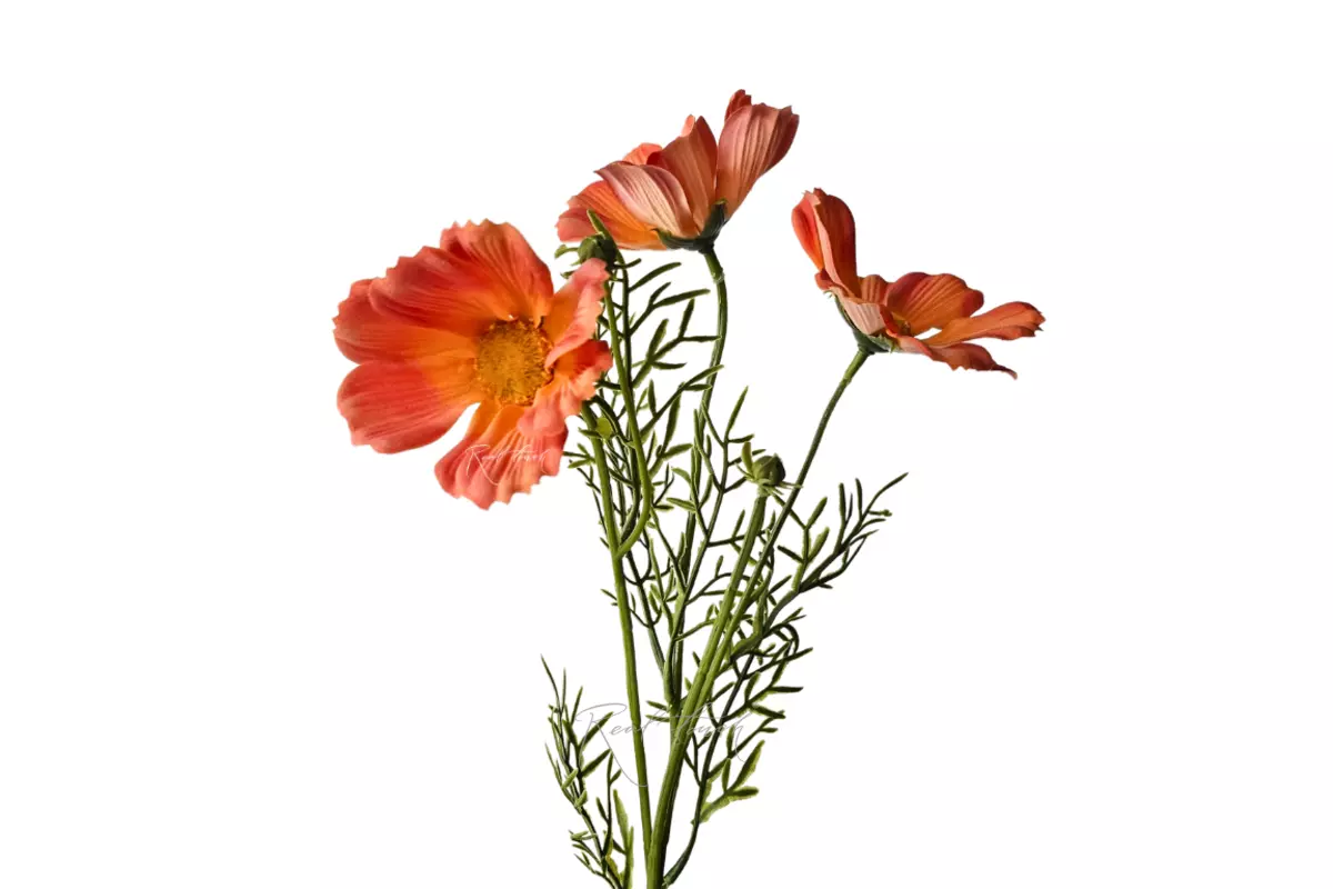 Cosmos flower 50 cm - orange