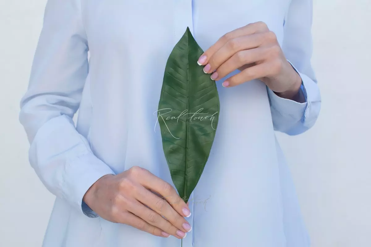Plumeria rubra (6 leaves) - Dark green