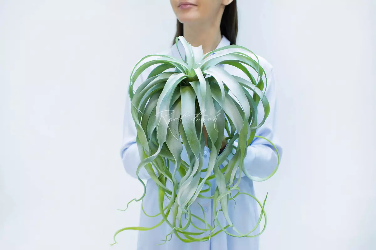 Tillandsia Xerographic long 3652 - dusty green Tillandsia Xerographic long 3652 - dusty green