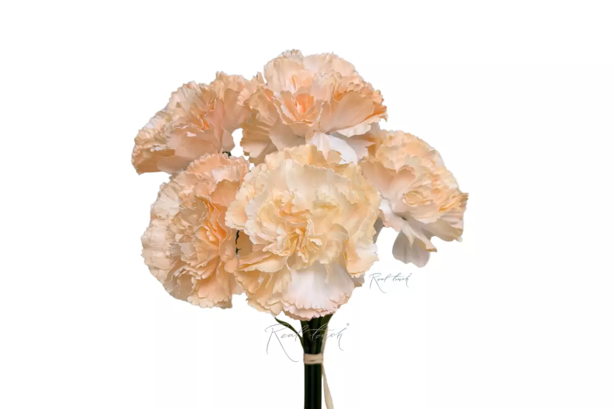 Bouquet of Carnations from 5 pieces - Champagner