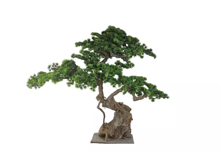 Niwaki (bonsai) 1.2m 140*70*120 - green