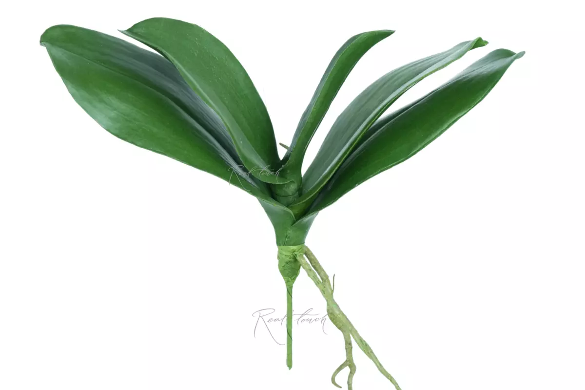 Bunch of Orchid leaves (size 2) - green