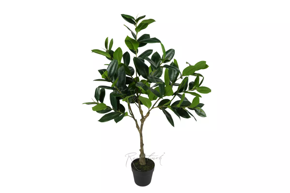 Ficus medium in a flowerpot - green