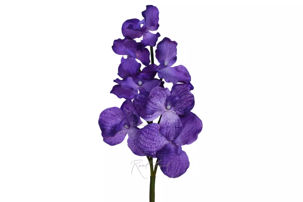 Vanda orchid 7 inflorescences - light purple