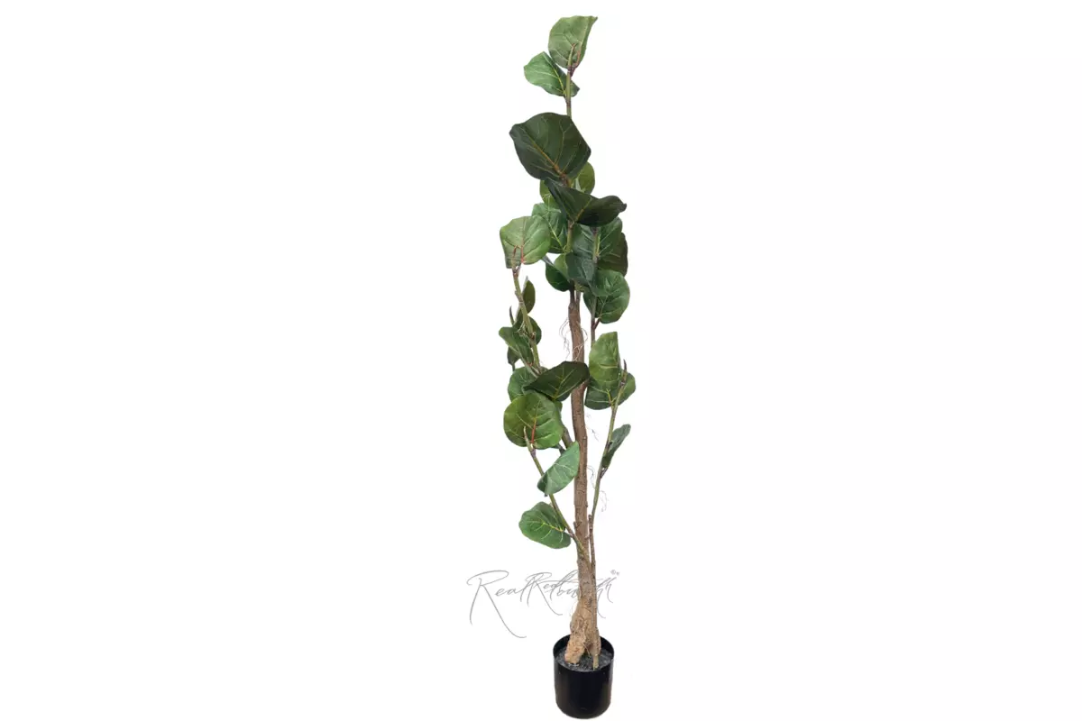 Coccoloba Seagrape 1.8m  - green