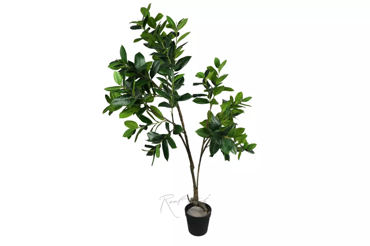 Ficus Elastica Melanie 170cm in a flowerpot - green