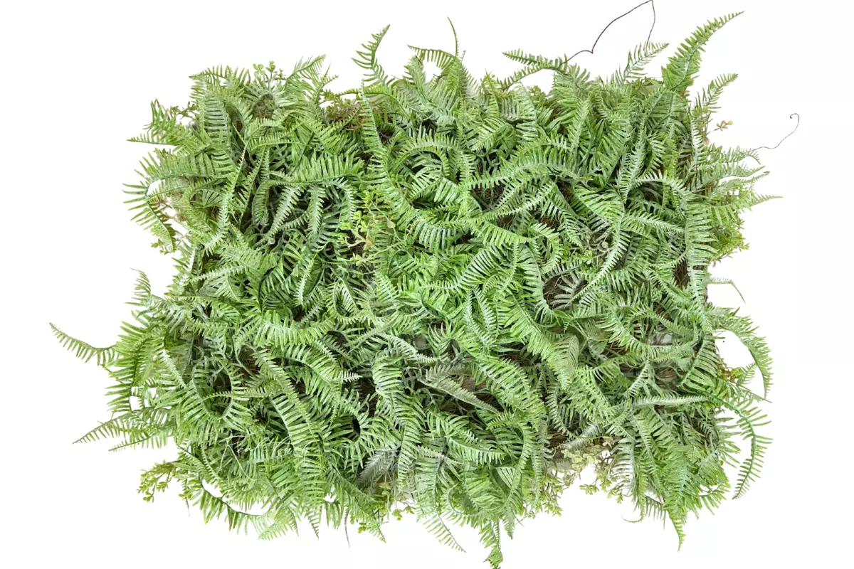 Panel of small fern 40*60 - dusty green Panel of small fern 40*60 - dusty green