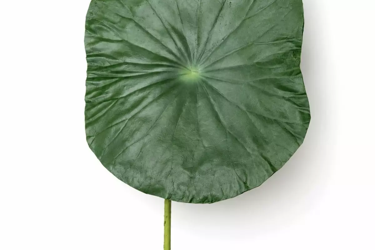 Lotus leaf (large) - Dark green