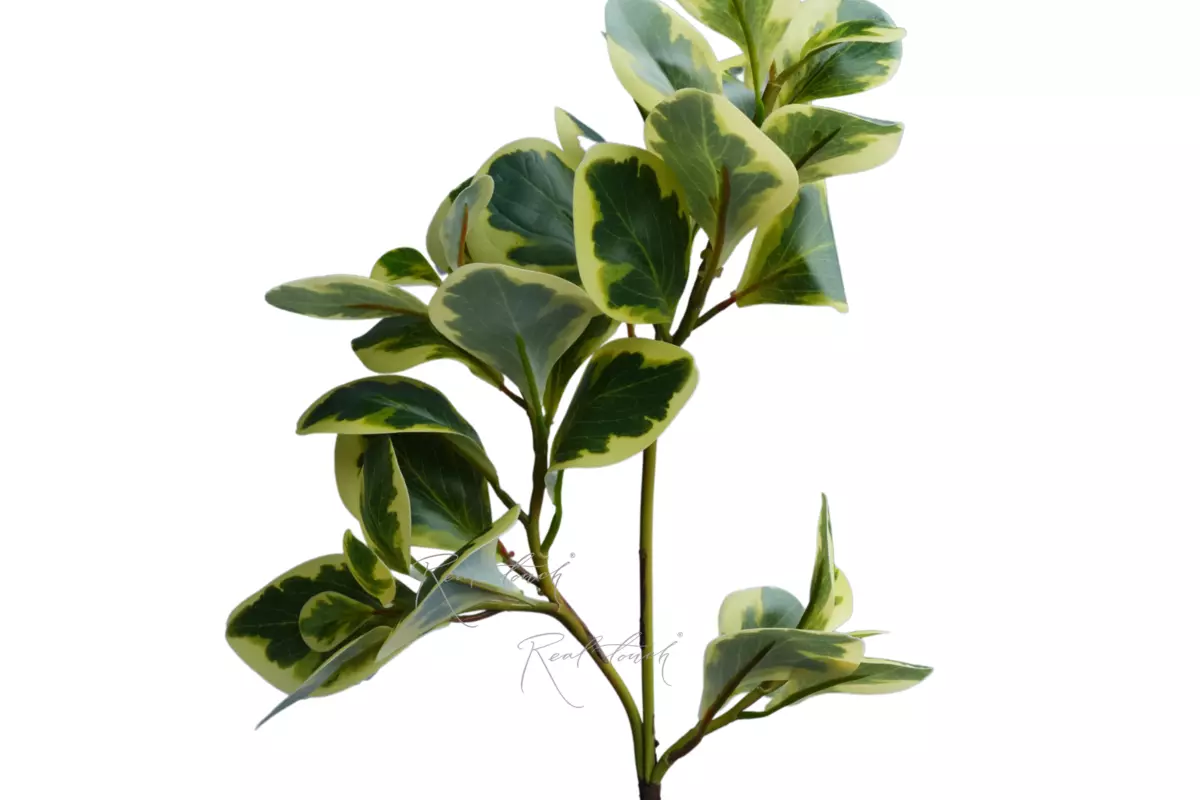 Branch with watercress leaves - Yellow green