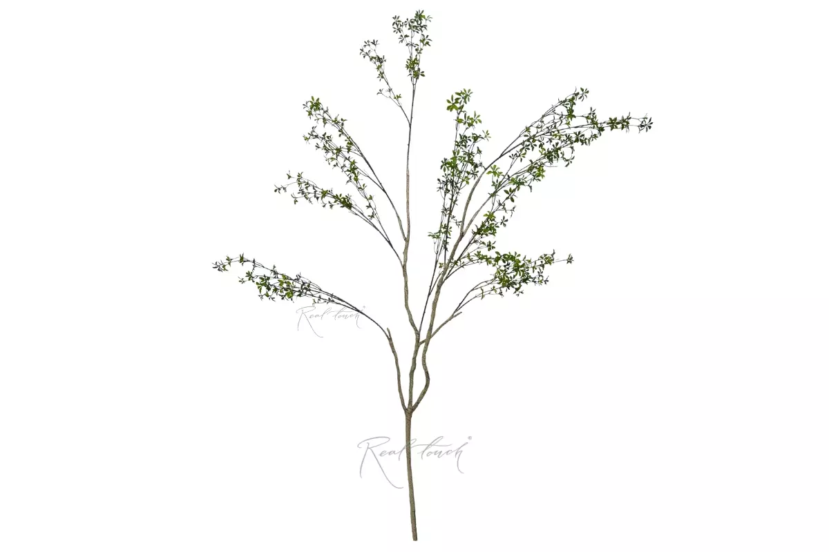 Asian bell tree 1.8m without pot - green