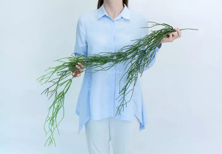 Rhipsalis baccifera - green