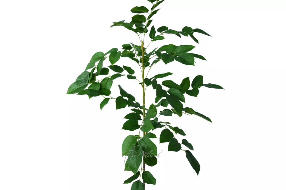 Large guava branch - green