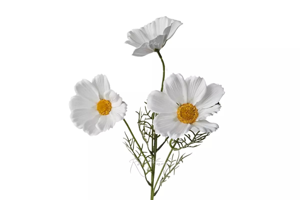 Cosmos flower 50 cm - white
