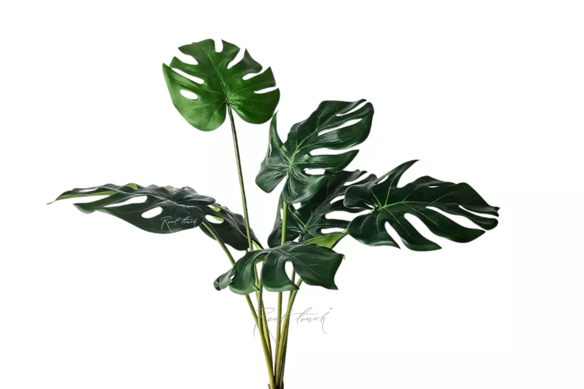 Monstera bush medium 7 leaves - green Monstera bush medium 7 leaves - green