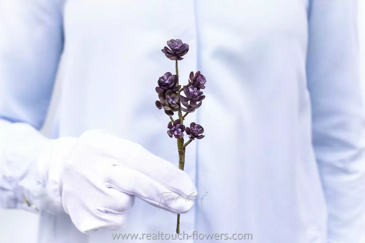 Sedum compressum - purple
