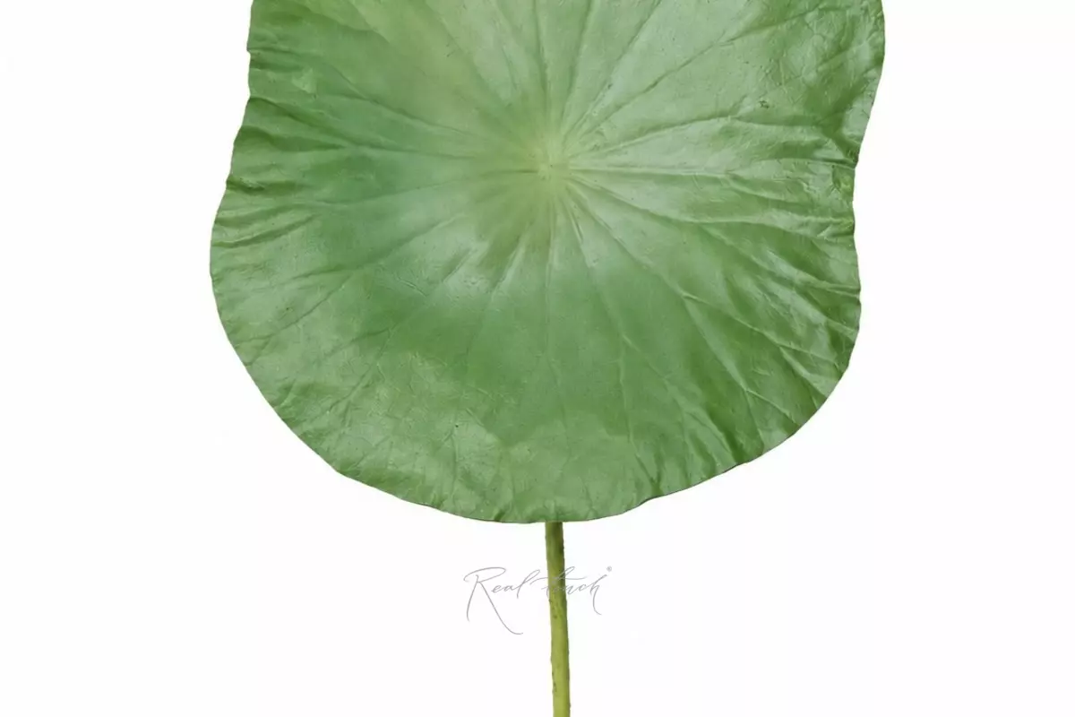 Lotus leaf (large) - light green