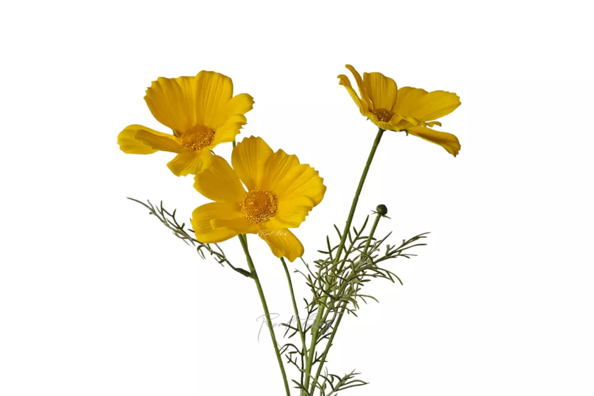 Cosmos flower 50 cm - yellow