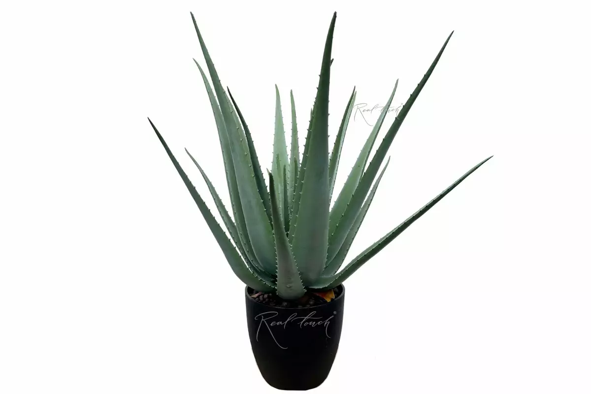 Aloe in a pot 26" - green