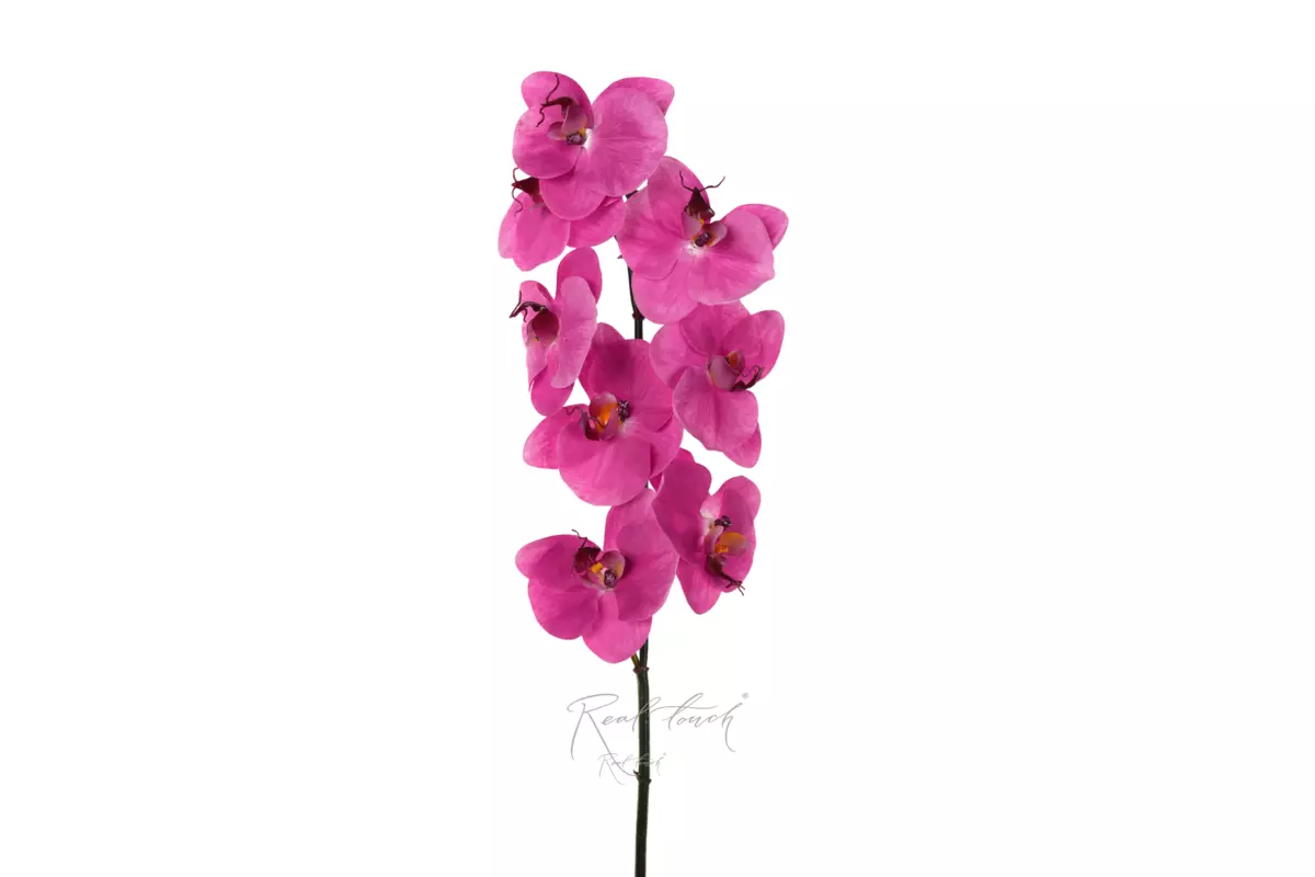 Orchid Premium 8 blooms  - fuchsia