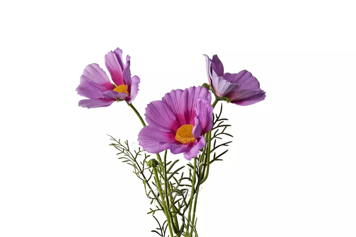 Cosmos flower 50 cm - Pink purple