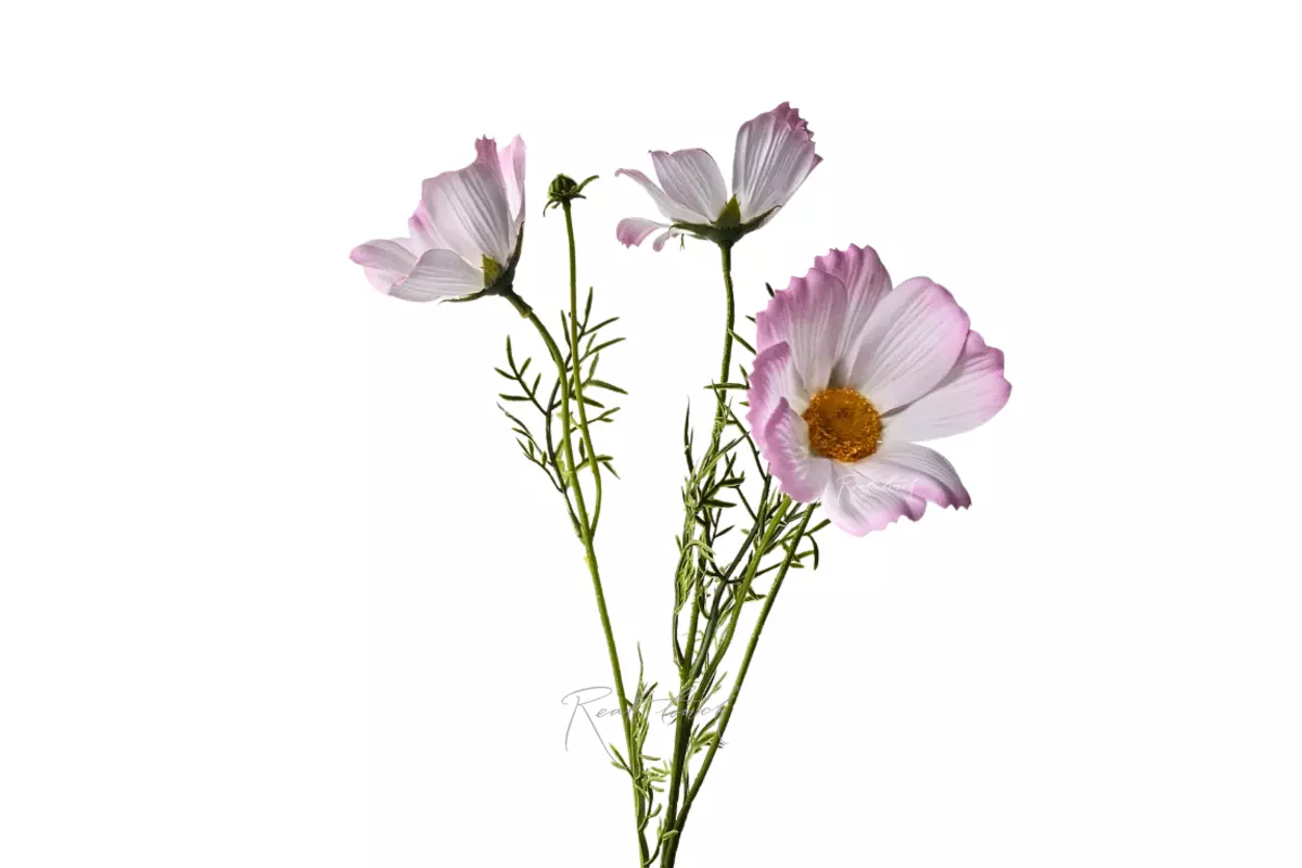 Cosmos flower 50 cm - light purple 