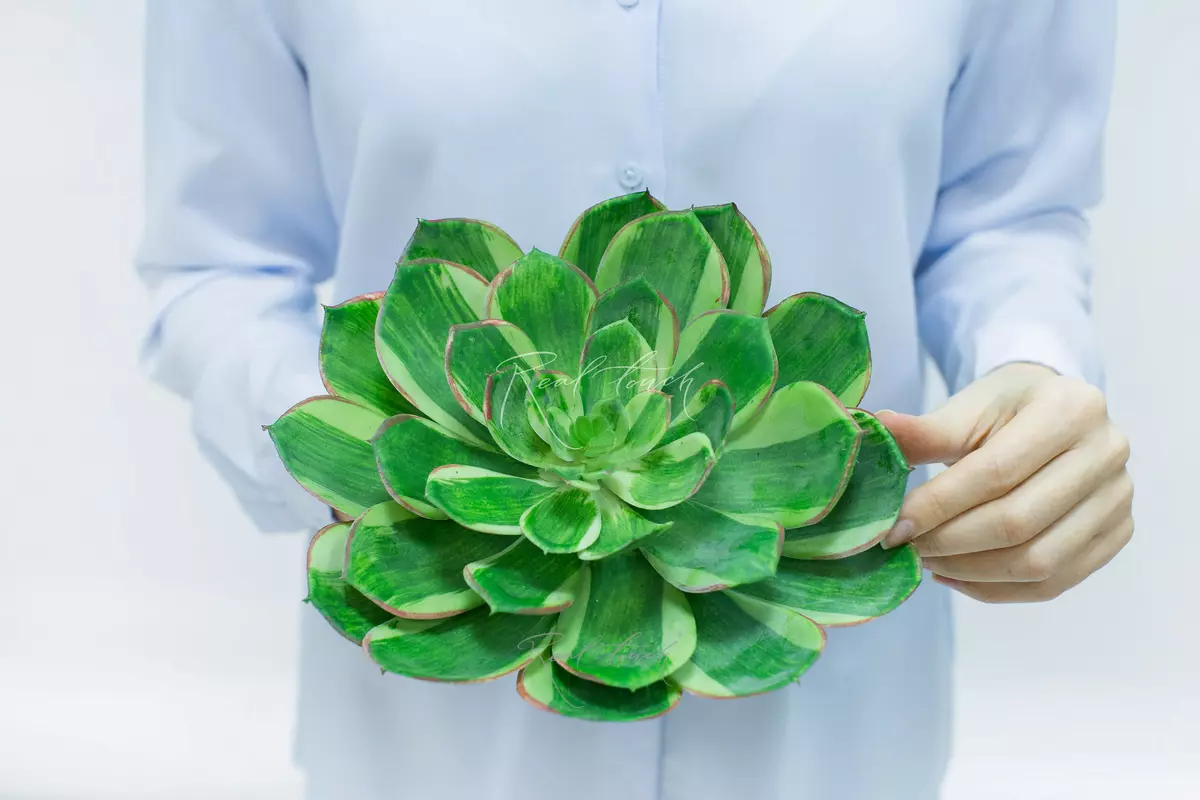 Aeonium holochrysum - Yellow green