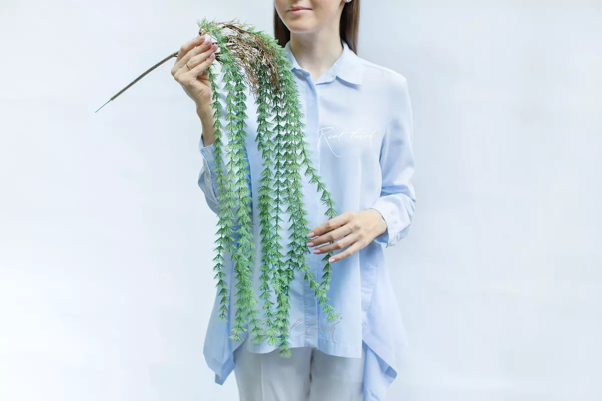 European larch Pendula - green European larch Pendula - green